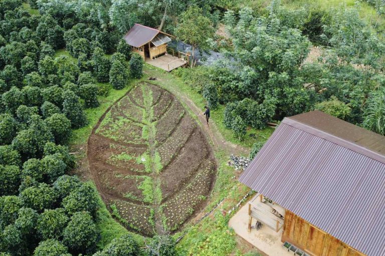 Chuyện nhảm nhí về bò
