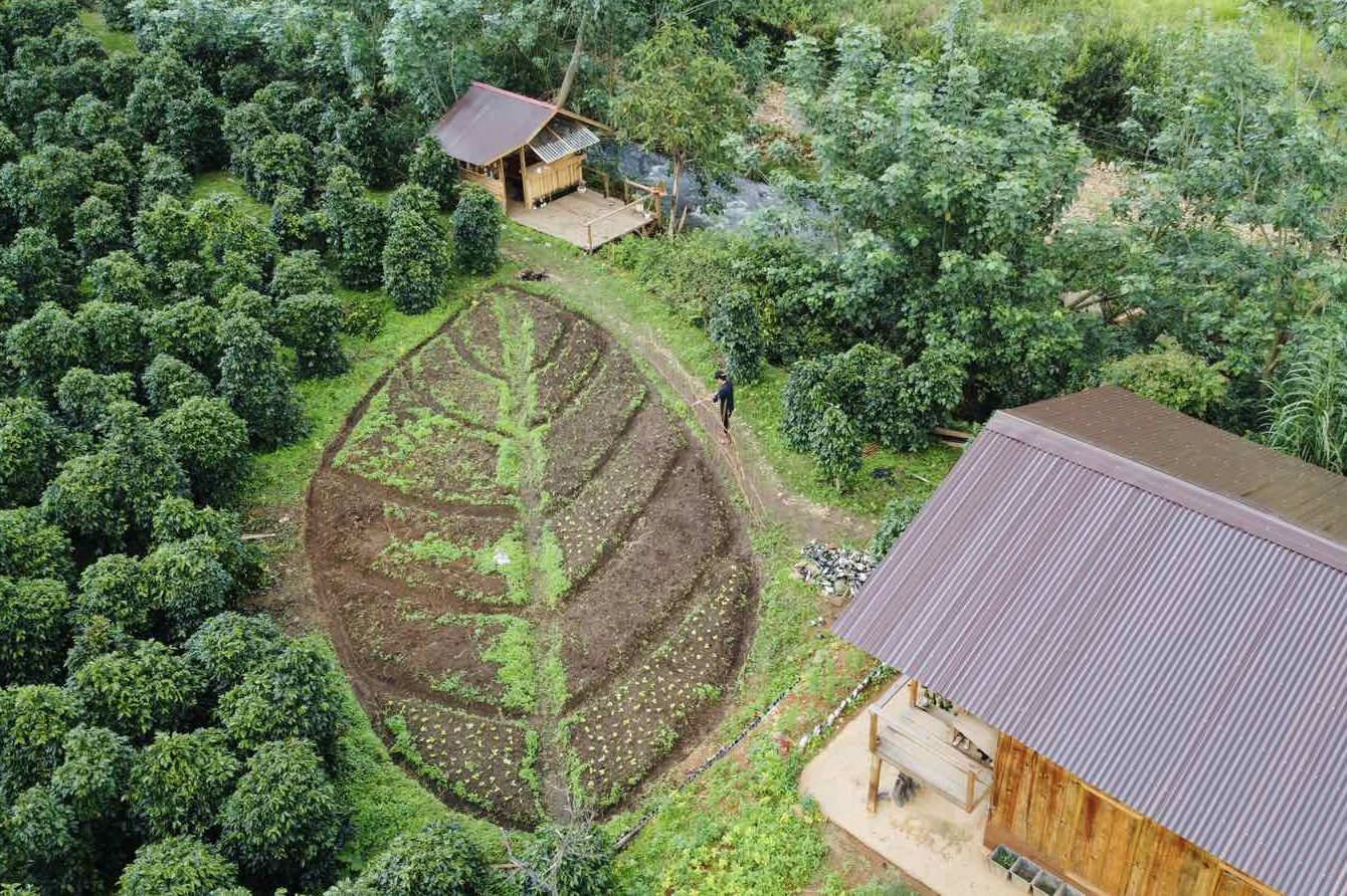 Chuyện nhảm nhí về bò