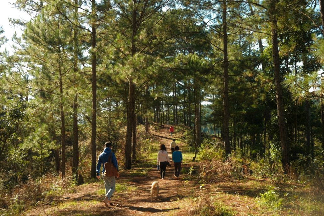 Forest walk