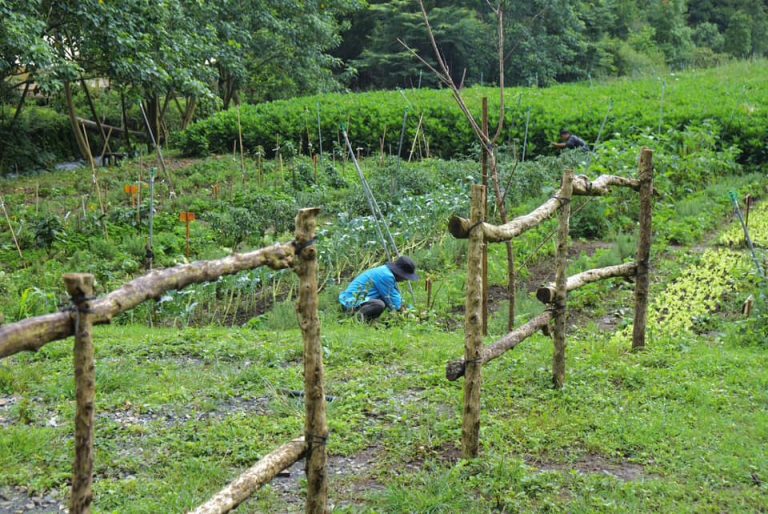 Farm Tour Tham quan Nông Trại