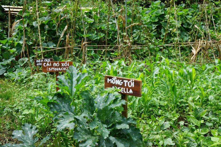 Farm Tour Tham quan Nông Trại