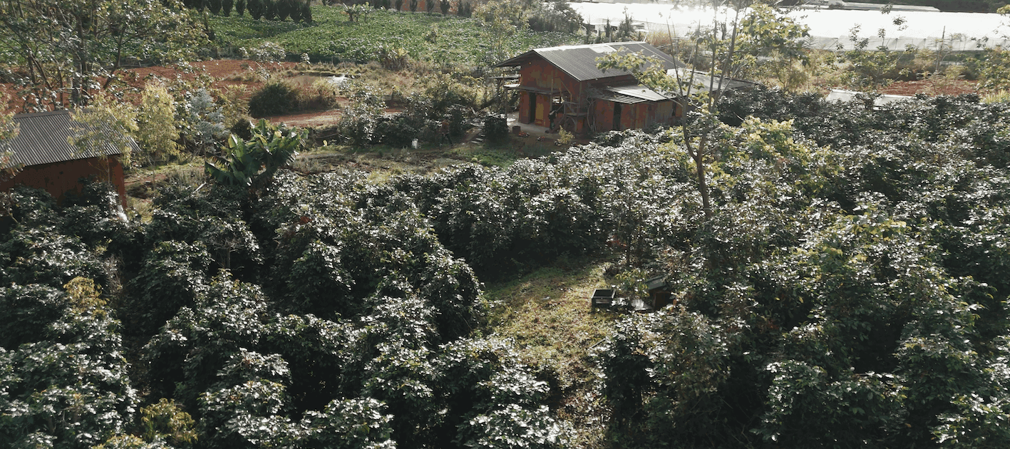 Vườn cà phê nhìn từ trên cao tại Twin Beans Farm