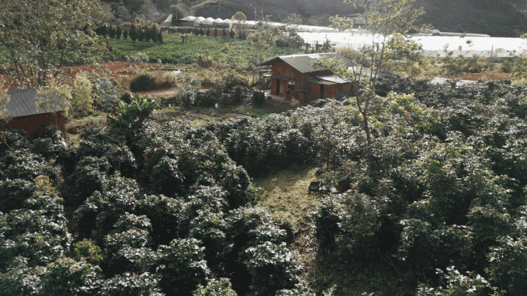 Vườn cà phê của Farm
