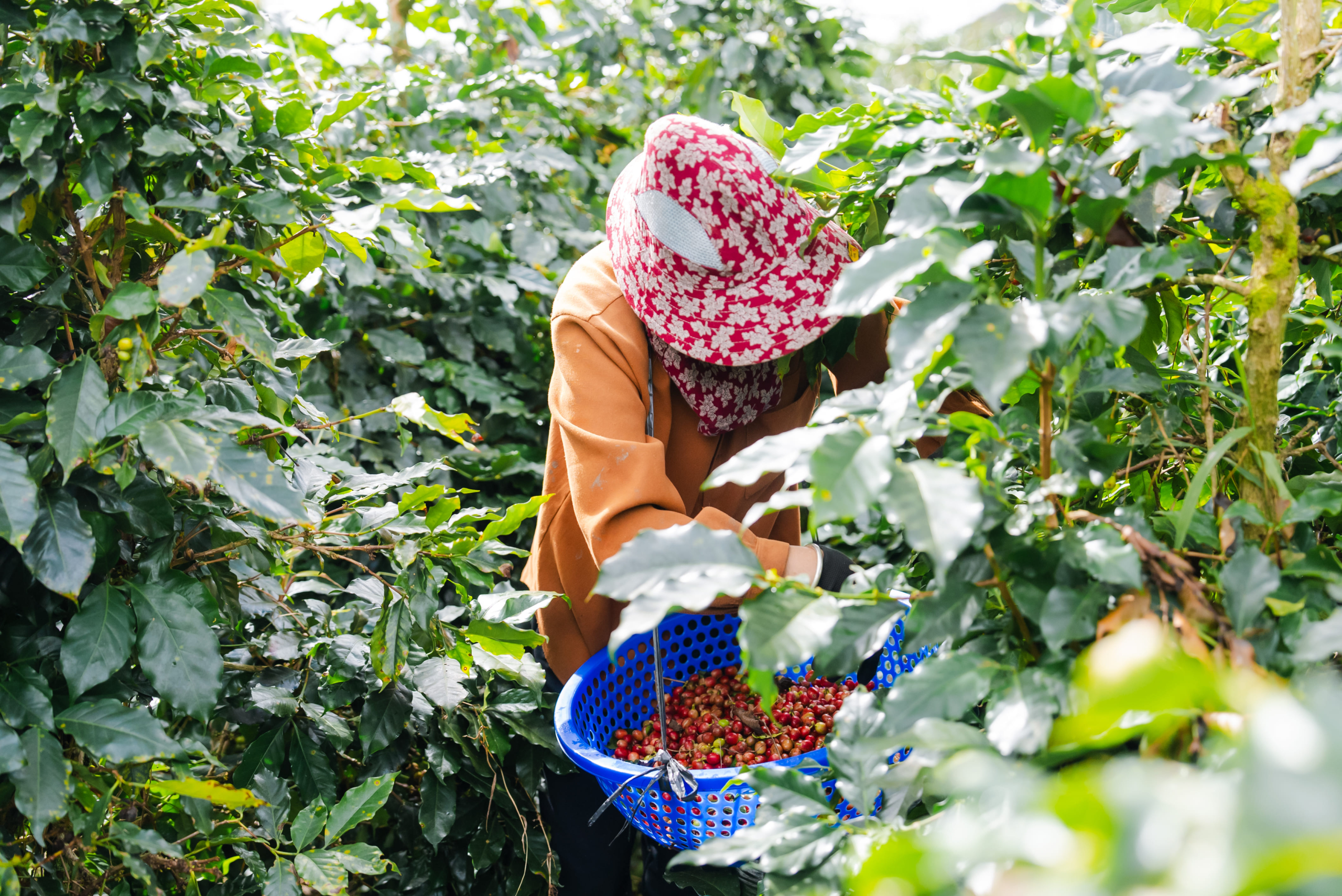 Cà phê Arabica Twin Beans từ vùng đất Đạ Sar